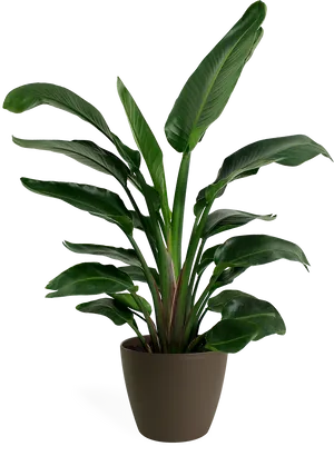 Potted Birdof Paradise Plant