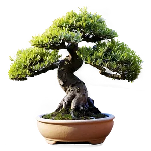 Potted Bonsai Trees PNG Yom