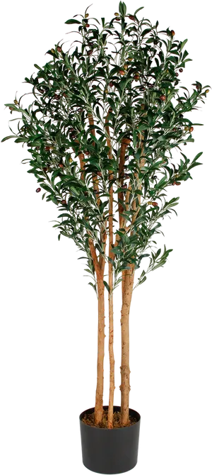 Potted Camellia Tree PNG image