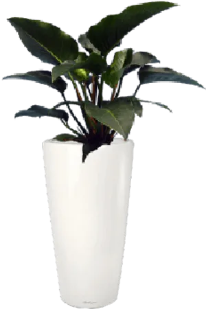 Potted Congo Plant Decor PNG image