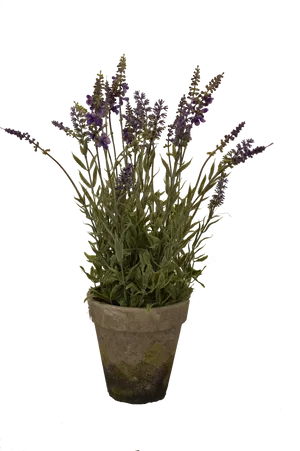 Potted_ English_ Lavender_ Plant PNG image