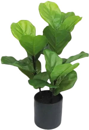 Potted Fiddle Leaf Fig Plant PNG image