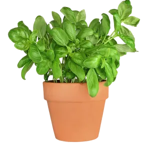 Potted Fresh Basil Plant PNG image