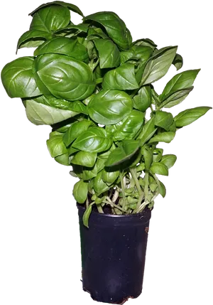 Potted Fresh Basil Plant PNG image