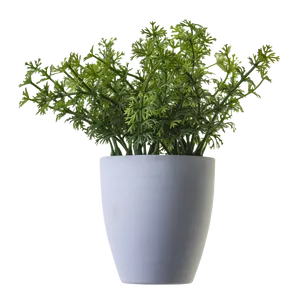 Potted Green Herb Plant PNG image