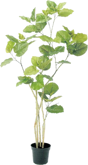 Potted Green Leafy Plant PNG image
