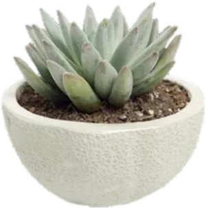 Potted Green Succulent Plant PNG image