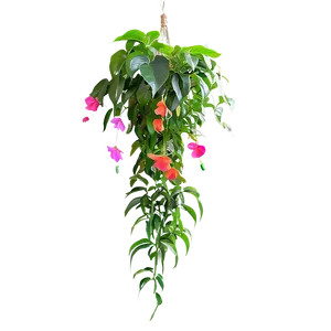 Potted Hanging Plant Png 84 PNG image