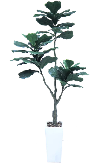 Potted Magnolia Plant PNG image