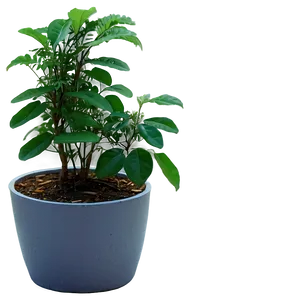 Potted Medicinal Plants PNG 06122024
