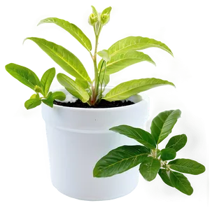 Potted Medicinal Plants PNG 56 PNG