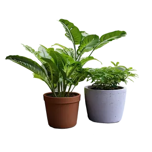 Potted Medicinal Plants PNG Foj PNG