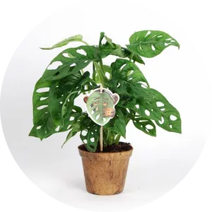 Potted Monstera Deliciosa Plant PNG image