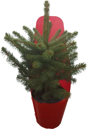 Potted Norfolk Island Pine Plant PNG image