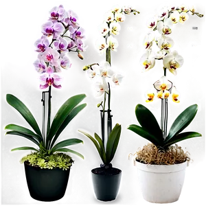 Potted Orchids Collection PNG 06122024