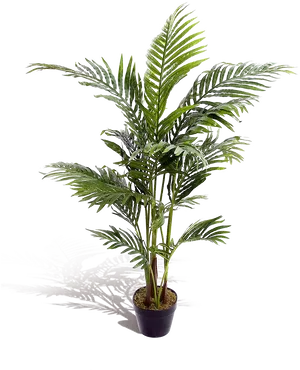 Potted Palm Plant Black Background.jpg PNG