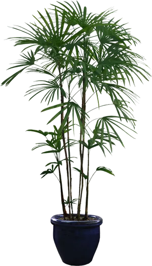 Potted_ Palm_ Plant_ Isolated_ Background.png PNG image