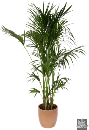 Potted Palm Plant Isolated PNG image