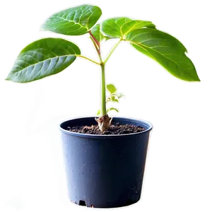 Potted Plant Propagation Techniques PNG 06122024 PNG