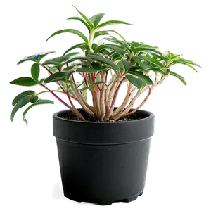 Potted Plant Propagation Techniques PNG Ecb PNG