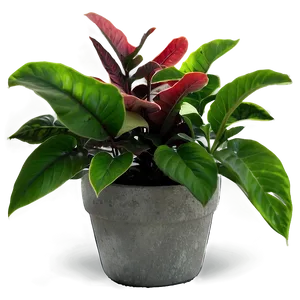 Potted Plants PNG Eok78