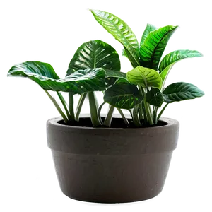 Potted Plants Png Wdf PNG image
