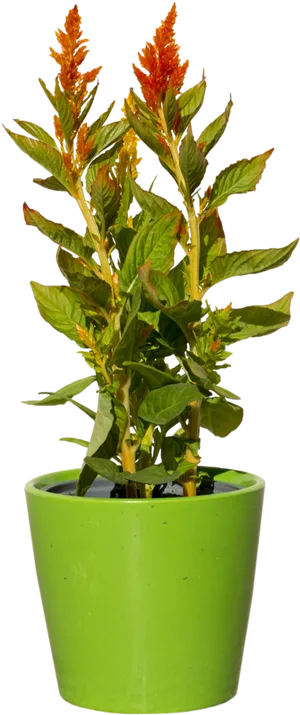 Potted Plantwith Orange Flowers