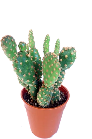 Potted Prickly Pear Cactus PNG image