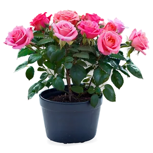 Potted Rose Plants PNG 06122024