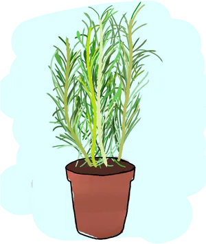 Potted Rosemary Plant Illustration PNG image