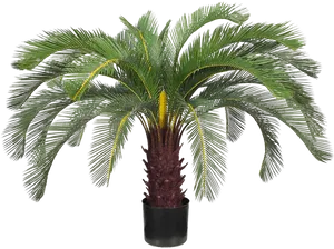 Potted Sago Palm Black Background.jpg PNG image