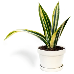 Potted Snake Plant Png 06122024 PNG image