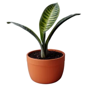 Potted Snake Plant PNG 06122024
