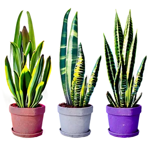 Potted Snake Plant PNG 33