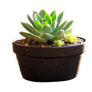 Potted Succulent Png 18 PNG image