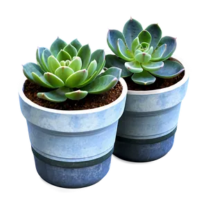Potted Succulent Png 60 PNG image