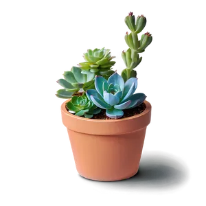 Potted Succulent Png Ryb71 PNG image