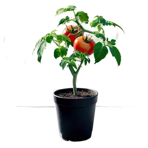 Potted Tomato Plant Png Jtl69 PNG image