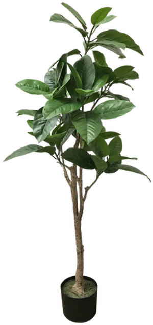 Potted Tropical Tree Indoor Decor PNG