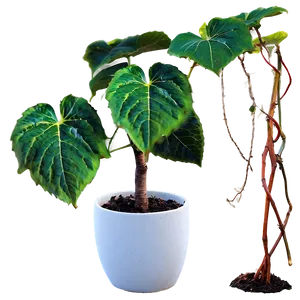 Potted Vine Plants PNG Qep44 PNG