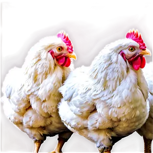 Poultry Farm Chickens PNG 05242024