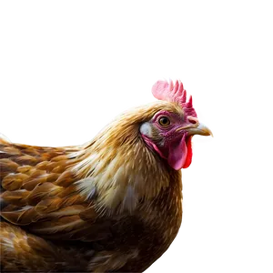 Poultry Farm Chickens PNG Ywt