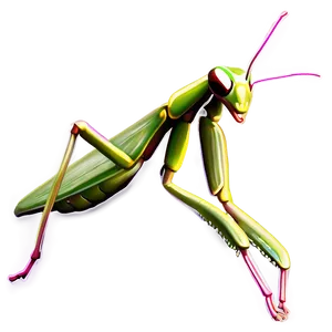 Praying Mantis Antennae PNG 77 PNG