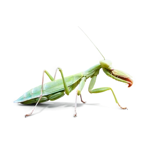 Praying Mantis At Night PNG Jpo PNG