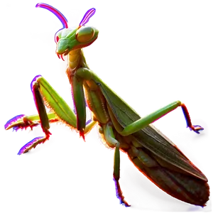 Praying Mantis At Night Png Tdh62 PNG image