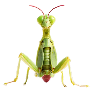 Praying Mantis B