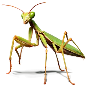 Praying Mantis C