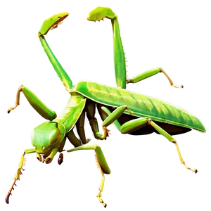 Praying Mantis Camouflage PNG Fvf