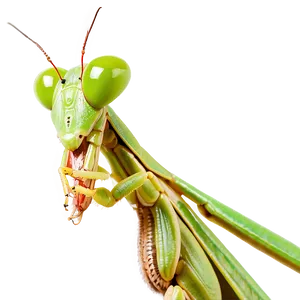 Praying Mantis D