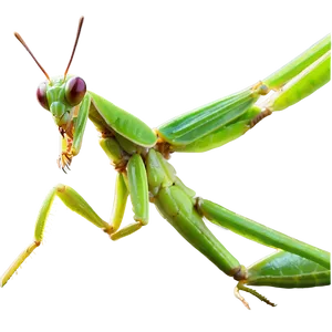 Praying Mantis Eating Png Dgu PNG image